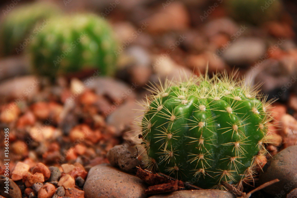 Fototapeta premium Cactus