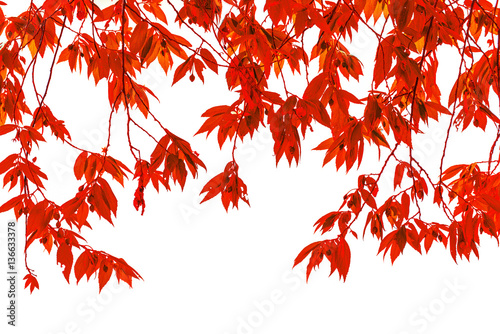 Leaves red
