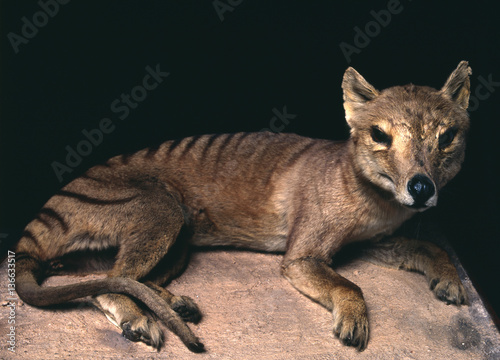 Thylacinus cynocephalus / Thylacine / Loup de Tasmanie photo