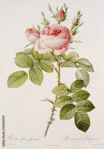 Illustration botanique / Redouté / Rosa x / Rose 'Kazanlyck'