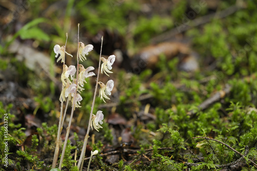 Epipogium aphyllum / Epipogium sans feuilles photo