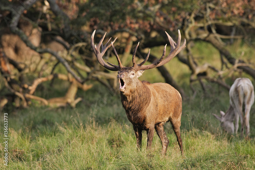 Cervus elaphus   Cerf   laphe