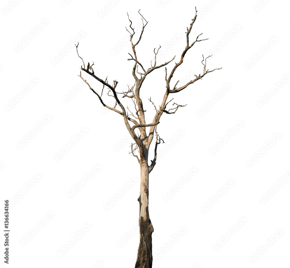 Dead tree on white background
