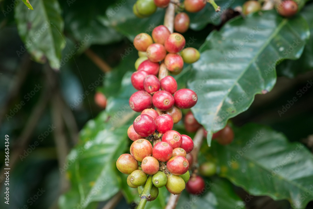 Coffea tree is a genus of flowering plants whose seeds, called coffee beans, are used to make various coffee beverages and products. Coffea tree is a genus of flowering plants whose seeds, called coffee beans, are used to make various coffee beverages and products.