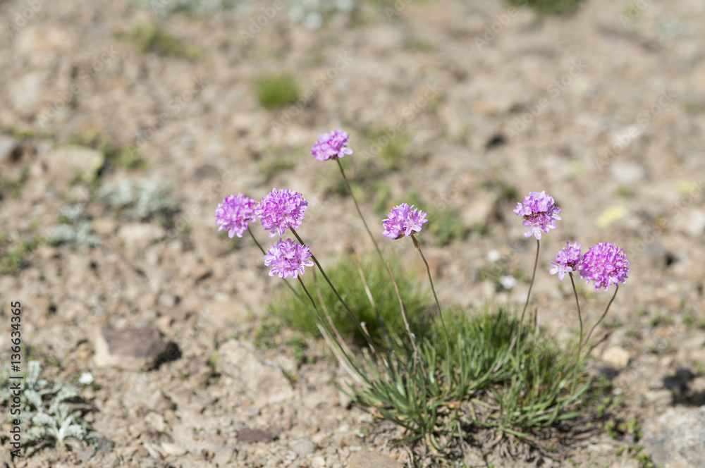 Armeria alpina / Arméria des Alpes / Armérie des Alpes Armeria alpina / Arméria des Alpes / Armérie des Alpes