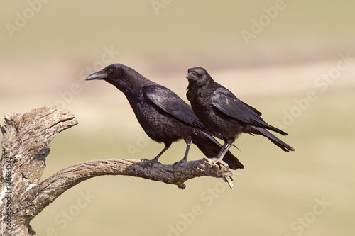 Corvus corone / Corneille noire photo