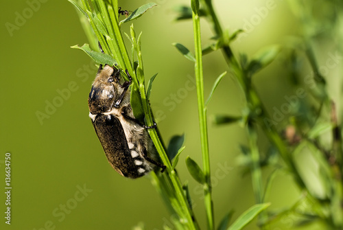 Anoxia villosa / Anoxie velue photo