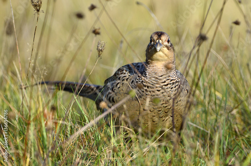 Phasianus colchicus / Faisan de Colchide / Faisan de chasse photo