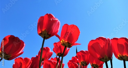 Red tulips bloom in spring sunshine