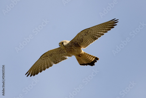 Falco naumanni / Faucon crécerellette photo