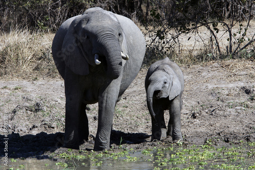 Loxodonta africana   El  phant d Afrique