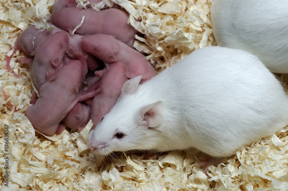 SOURIS BLANCHE stock photo. Image of rodent, pair, musculus - 170403788