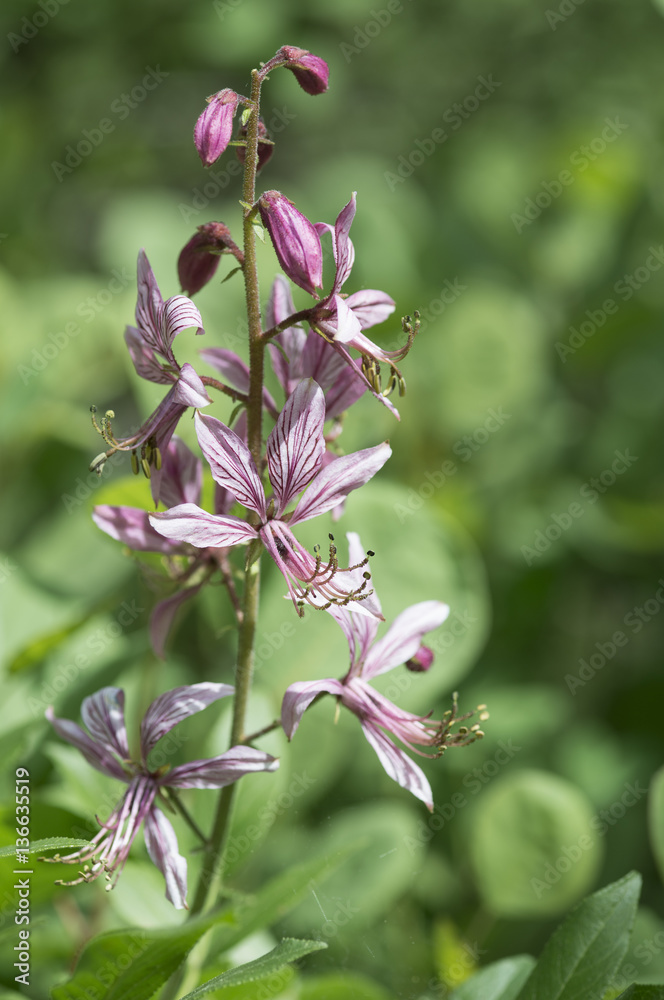 Dictamnus albus / Fraxinelle blanche / Dictame blanc Dictamnus albus / Fraxinelle blanche / Dictame blanc