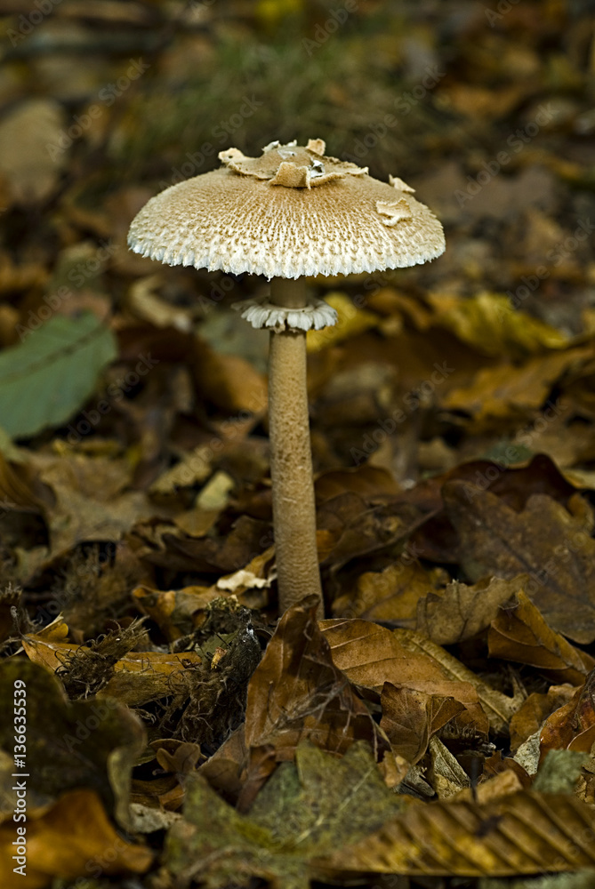 Macrolepiota excoriata / Lépiote excoriée Macrolepiota excoriata / Lépiote excoriée
