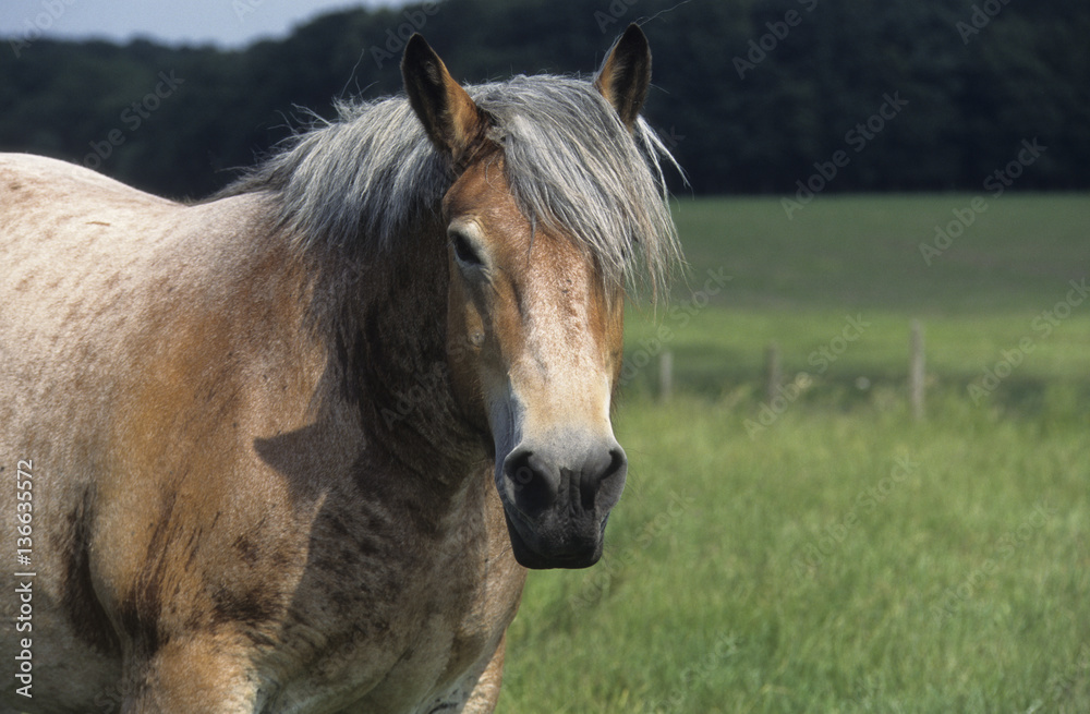 Fototapeta premium cheval de trait ardennais
