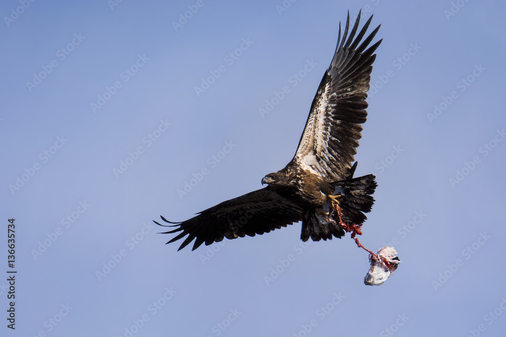 Bald eagle carrying off the remnants of a seagull Bald eagle carrying off the remnants of a seagull