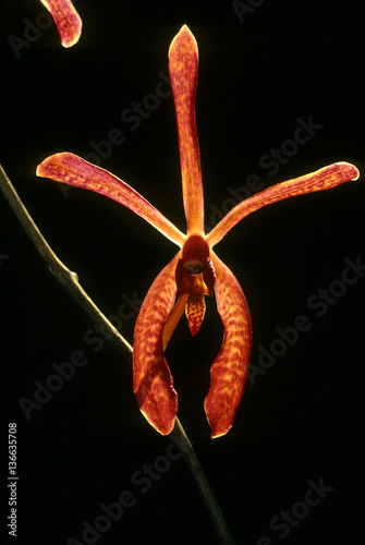 Renanthera coccinea photo