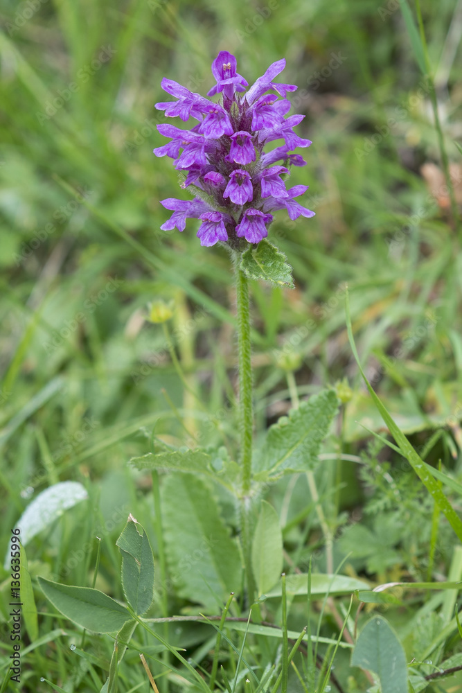 Stachys officinalis / Bétoine officinale Stachys officinalis / Bétoine officinale