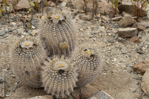 Copiapoa cinerea subsp. haseltoniana photo