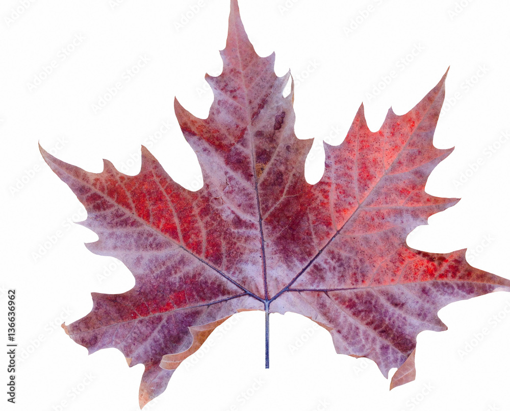 Fototapeta premium Autumn red maple tree leaf in back isolated on white