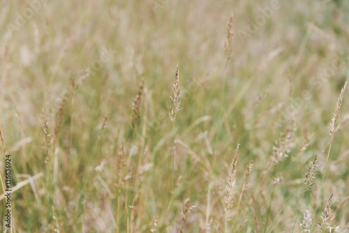 Field of grass background