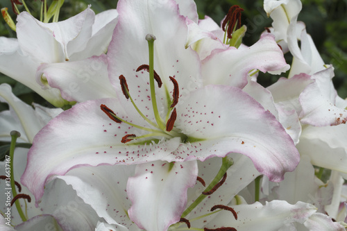 Lilium x / Lis 'Brazillia' / Lys