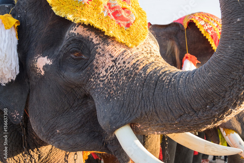 Portrait of Thai male elephant