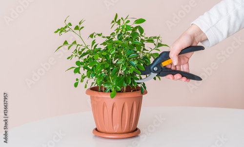 A woman cuts using modern pruning shears houseplant