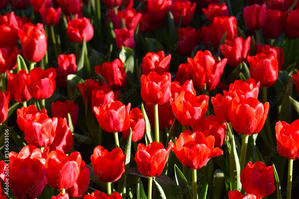 The red tulip in the morning light The red tulip in the morning light