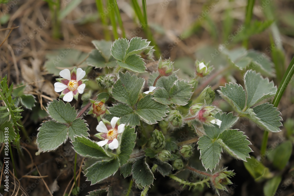 Potentilla micrantha / Potentille à petites fleurs