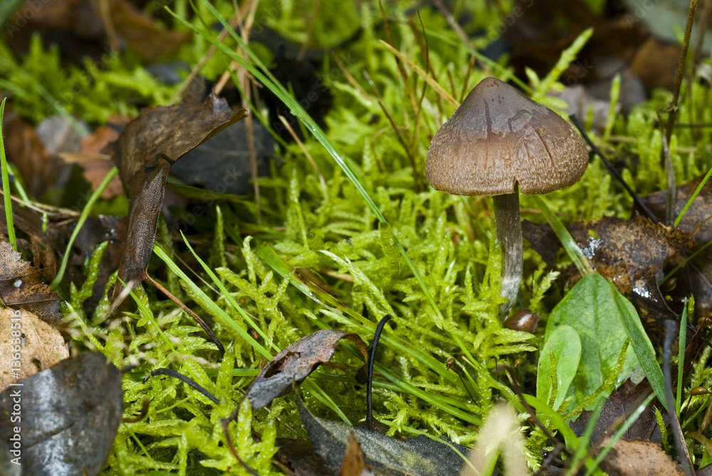 Cortinarius decipiens / Cortinaire trompeur Cortinarius decipiens / Cortinaire trompeur