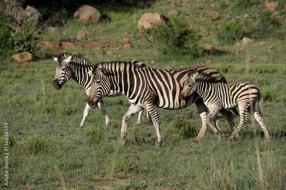 Obraz premium Burchell’s zebra family, stallion, mare and young foal keeping close together for protection