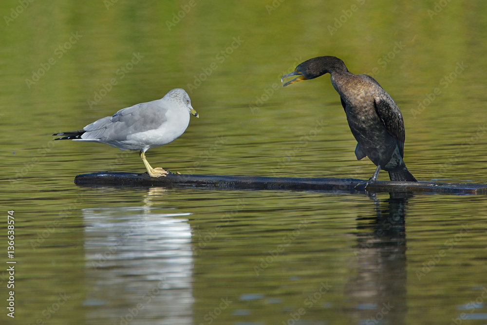 Cormorant and gull sitting on floating board in lake Cormorant and gull sitting on floating board in lake