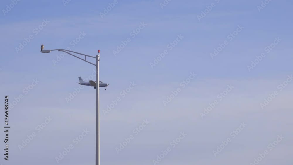 A plane lands near a hawk perched on a lightpost A plane lands near a hawk perched on a lightpost