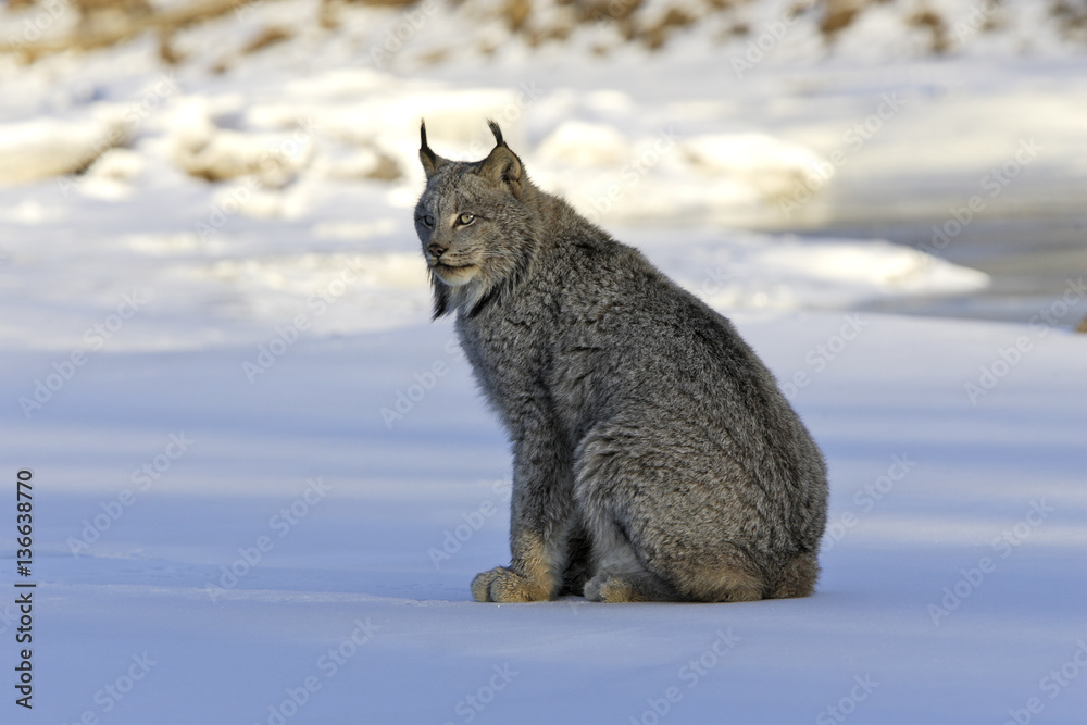 Lynx canadensis / Lynx du Canada