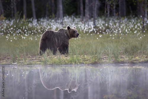 Ursus arctos / Ours brun