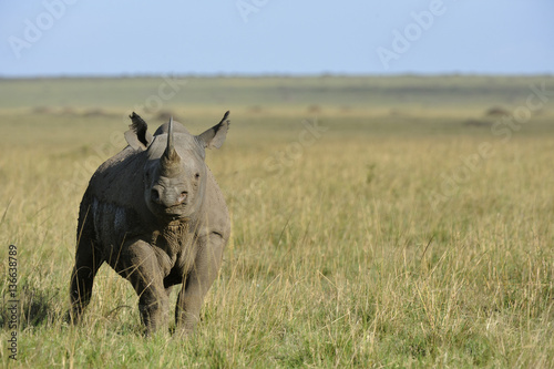 Diceros bicornis   Rhinoc  ros noir