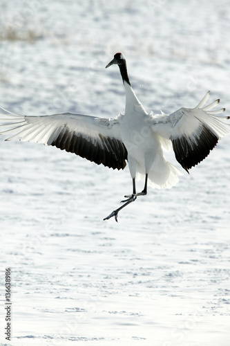 Grus japonensis / Grue du Japon