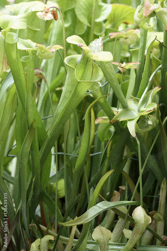 Sarracenia flava / Sarracénie jaune Sarracenia flava / Sarracénie jaune