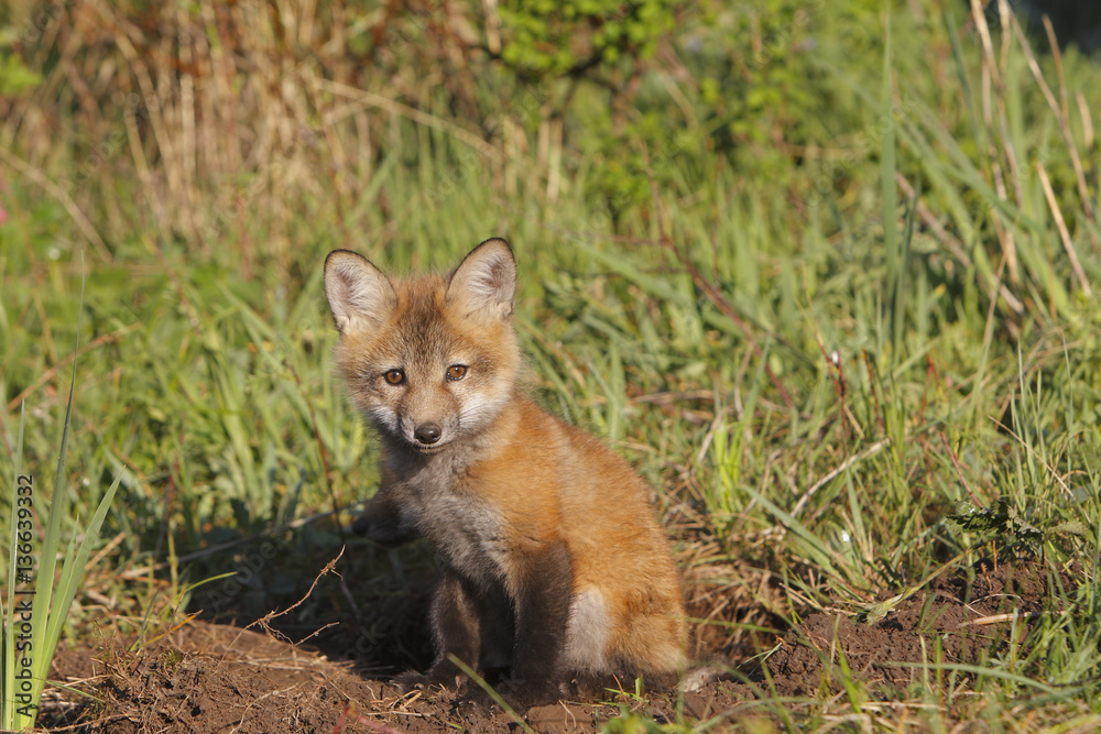 Fototapeta premium Vulpes vulpes / Renard roux