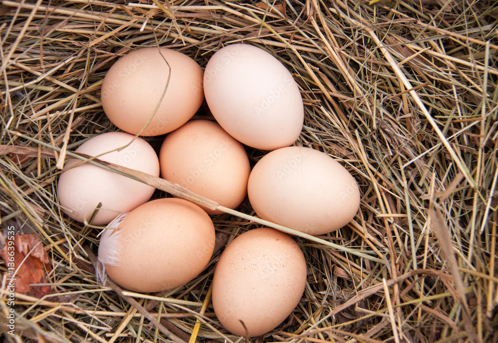 some chicken eggs lying in the hay