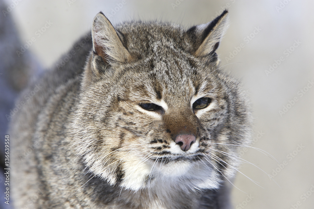 Lynx rufus / Lynx roux / Lynx bai