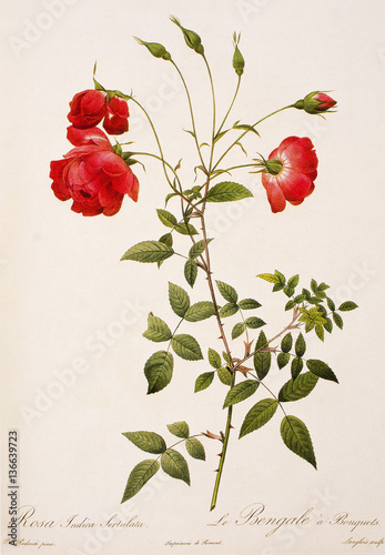 Illustration / Rosa chinensis / Rose de Chine