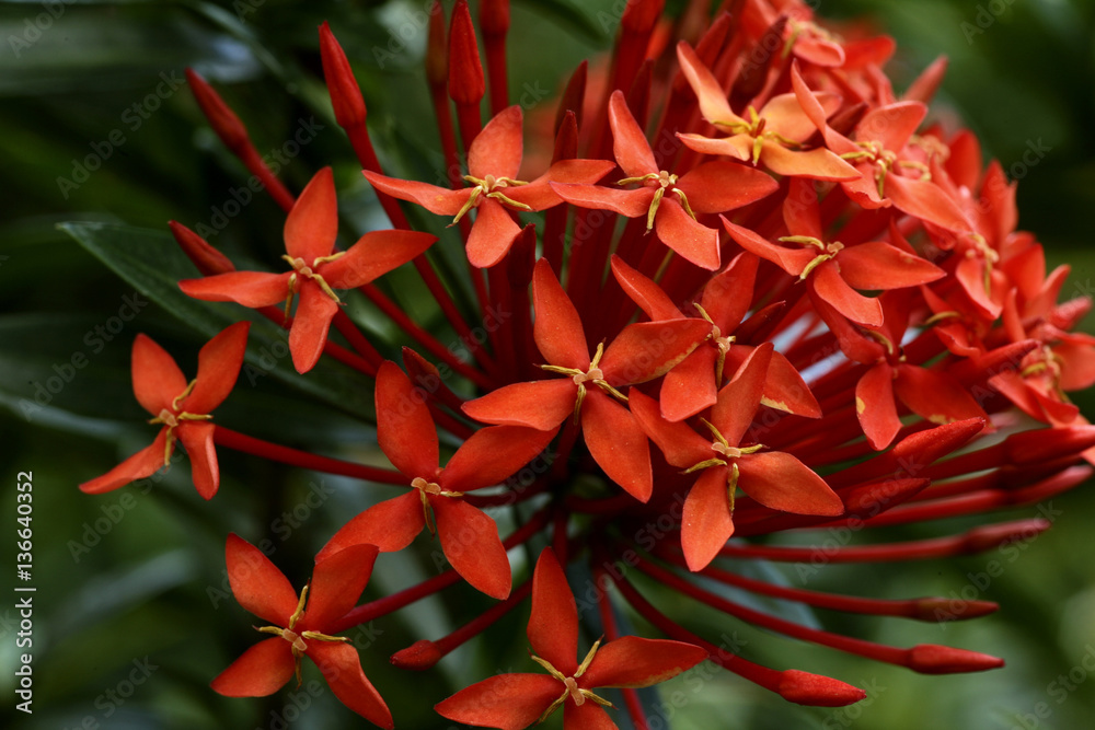 Ixora odorata / Ixora odorant Ixora odorata / Ixora odorant