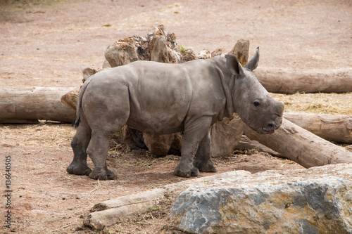 Petit rhinocéros blanc