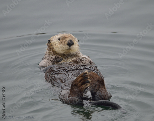 Male Seaotter with whitish head floating on his back California Pacific coast