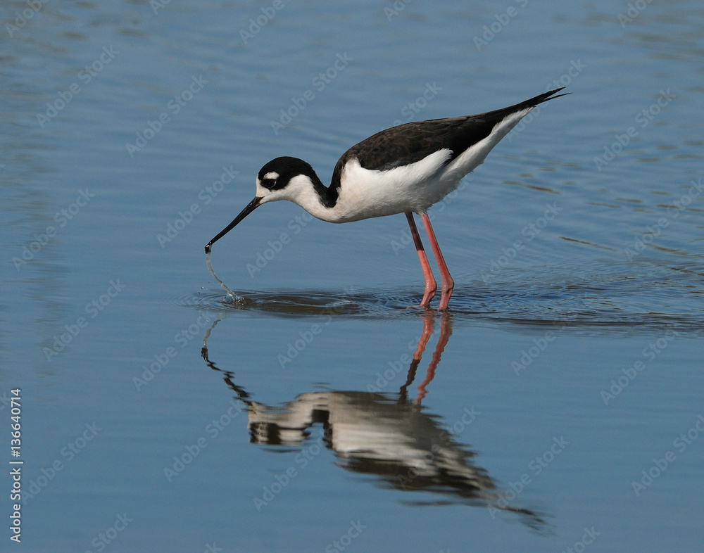 Stilt with reflection in lake bending over to collect critter from water Stilt with reflection in lake bending over to collect critter from water