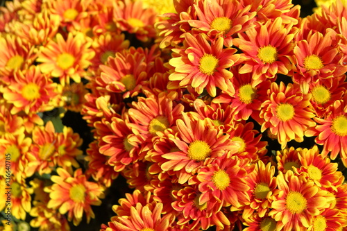 Chrysanthemum yellow and red natural beauty.