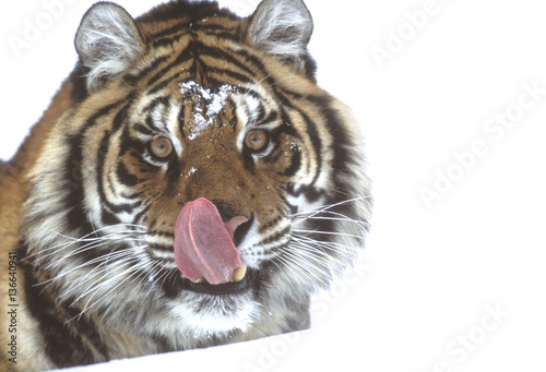 Panthera tigris altaïca / Tigre de Sibérie