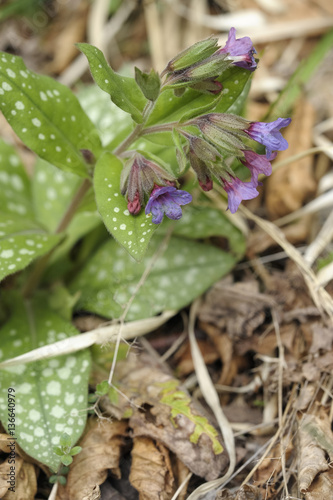 Pulmonaria saccharata / Pulmonaire saupoudrée photo